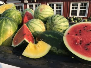 Watermelon - Large Red Seedless