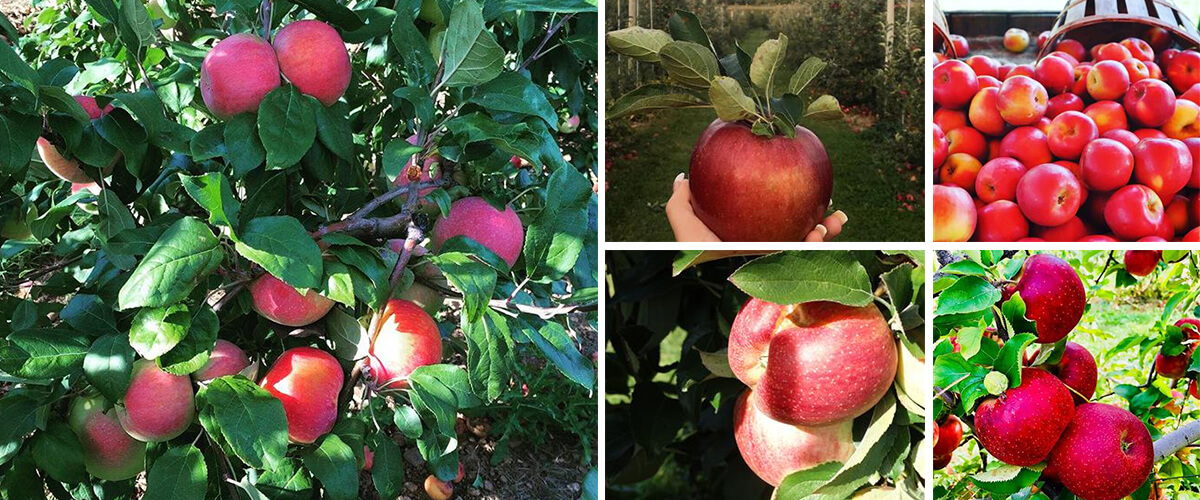 Pick your Apple, Alstede Farms