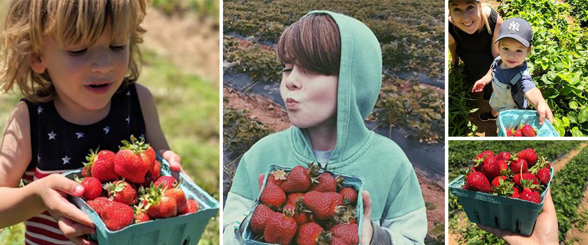 Where to Pick Your Own Strawberries in NJ This Year