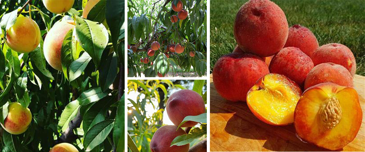 All About Peaches - How to Pick, Prepare & Store