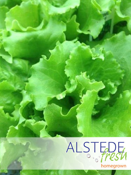 Alstede Fresh Lettuce - Green Leaf (Per Head) | Alstede Farms | NJ