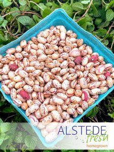 Alstede Fresh Cranberry (Pinto) Beans