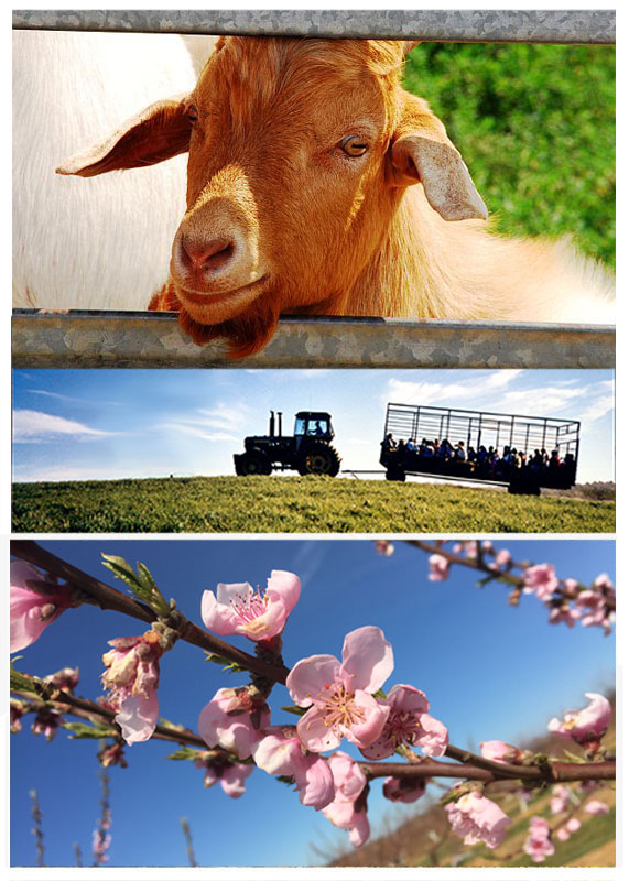 farm-activities-spring