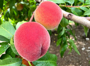 USDA Organic Harvester Peach Trees for Sale