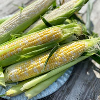 Pick Your Own Sweet Corn