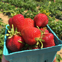 Where to Pick Your Own Strawberries in NJ This Year