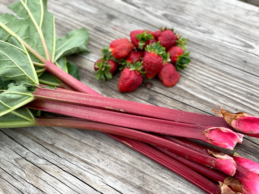 Red rhubarb - Fruits and vegetables