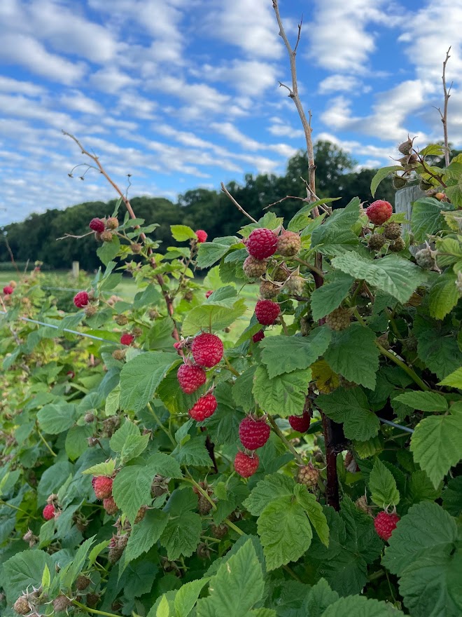 Trellising Brambles | Alstede Farms | NJ