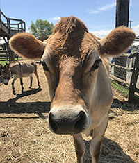 Animal Friends | Alstede Farms | NJ