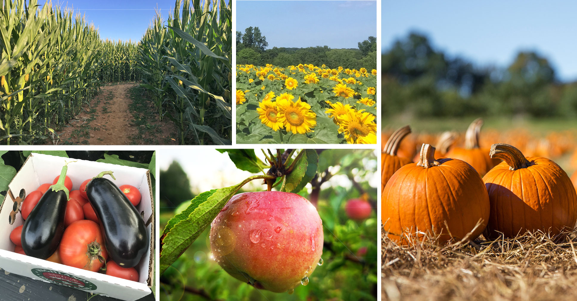 Pick Your Own 10/21/24 10:30 AM | Alstede Farms | NJ