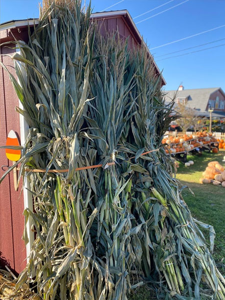 Corn Stalks