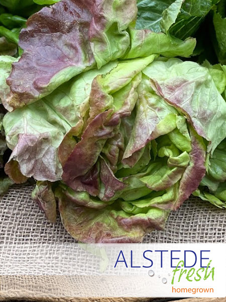 Alstede Fresh Lettuce - Boston (Bibb) - Image 2