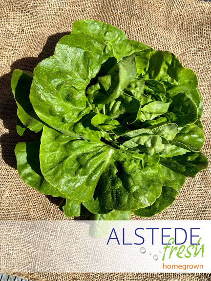 Alstede Fresh Lettuce - Boston (Bibb)
