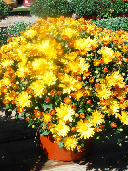 Mums - 9 inch