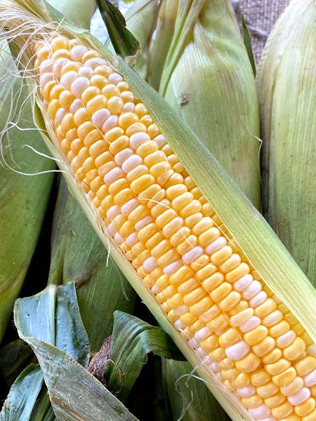 Jersey Fresh Sweet Corn