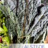 Alstede Fresh Kale (Per Bunch) - Image 3