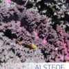 Alstede Fresh Kale (Per Bunch) - Image 2