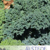 Alstede Fresh Kale (Per Bunch)