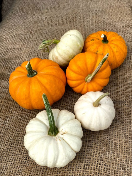 Mini Pumpkins - Munchkins