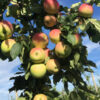 Tomato - Image 4
