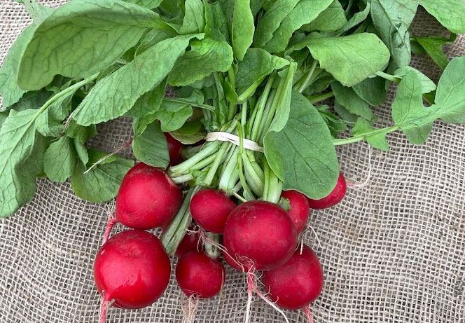Pick Your Own Radishes