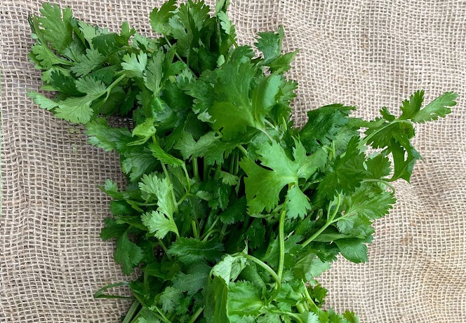 Pick Your Own Cilantro