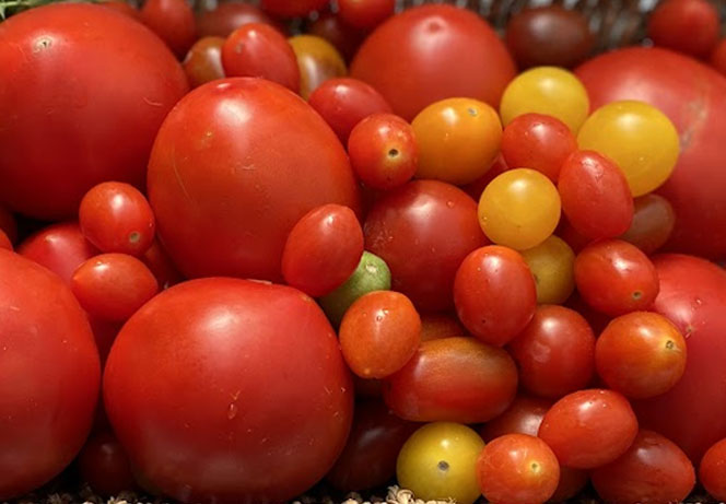 Pick Your Own Tomatoes