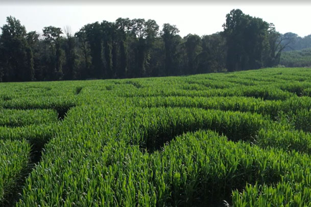 Corn Maze
