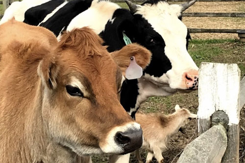 Visit our Friendly Farm Animals