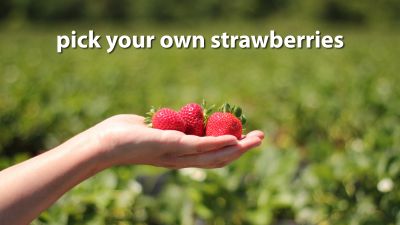 Pick Your Own