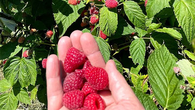 Pick Your own Raspberries