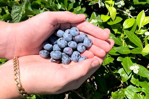 pyo-blueberries