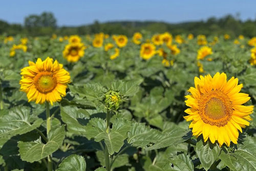 sunflower-trail2