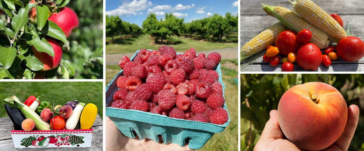 Pick Your Own at Alstede Farms