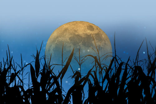 Harvest Moon Nights