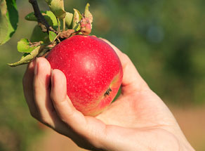 Pick Your Own