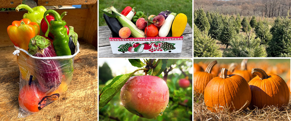 pyo-photo-late-oct-2025