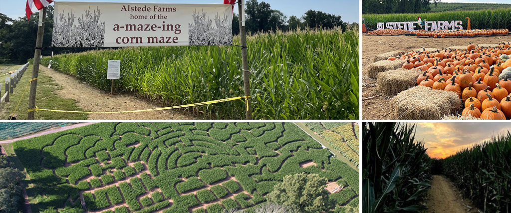 Giant Corn Maze