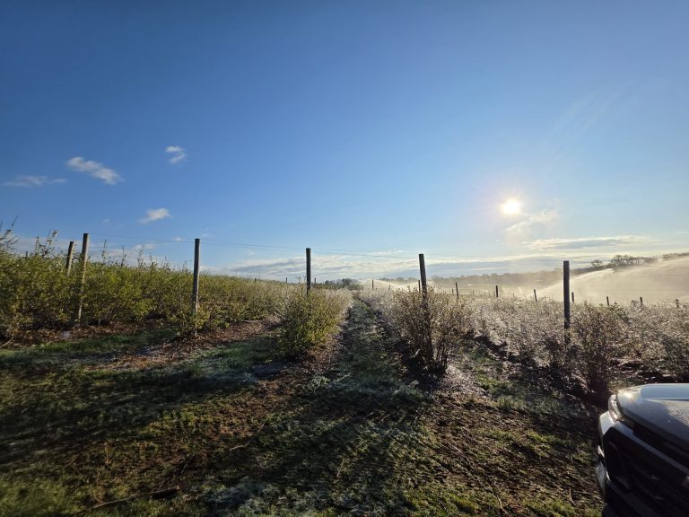 Overhead Irrigation Frost Protection in Blueberry Fields