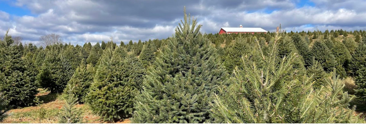 cut-your_own-Christmas-trees