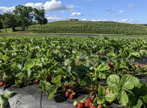 PYO Strawberries