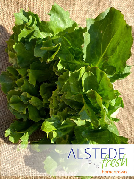 Alstede Fresh Escarole