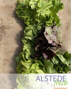 Alstede Fresh Little Gem Lettuce