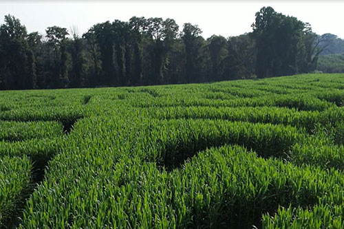Giant Corn Maze