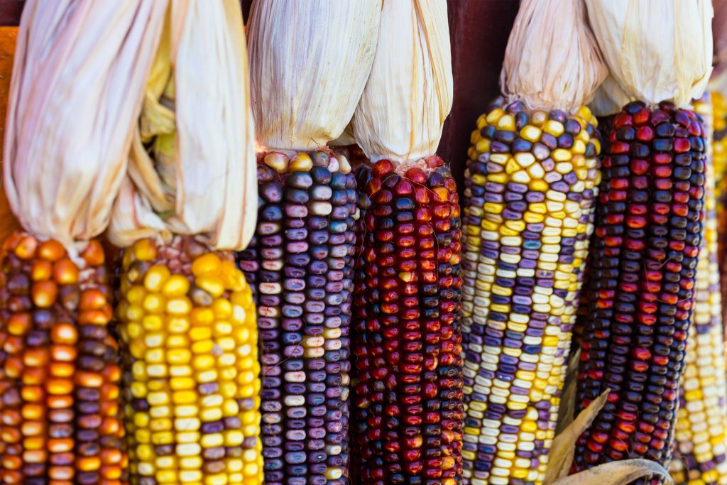 Decorative Corn